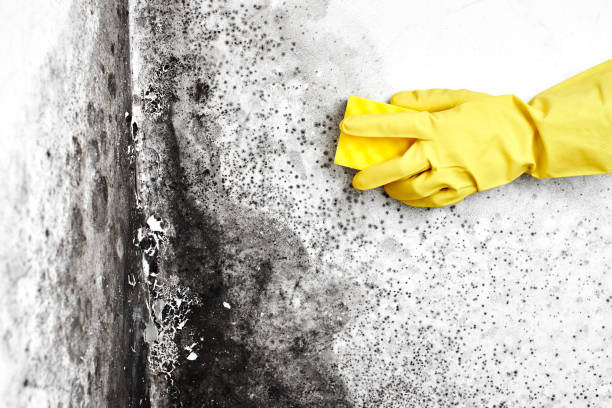 Longtown, OK Mold Removal Company